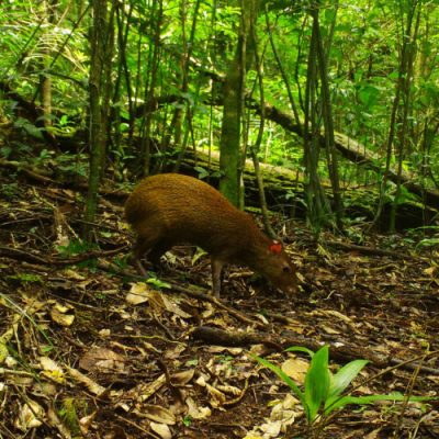 Camera Traps